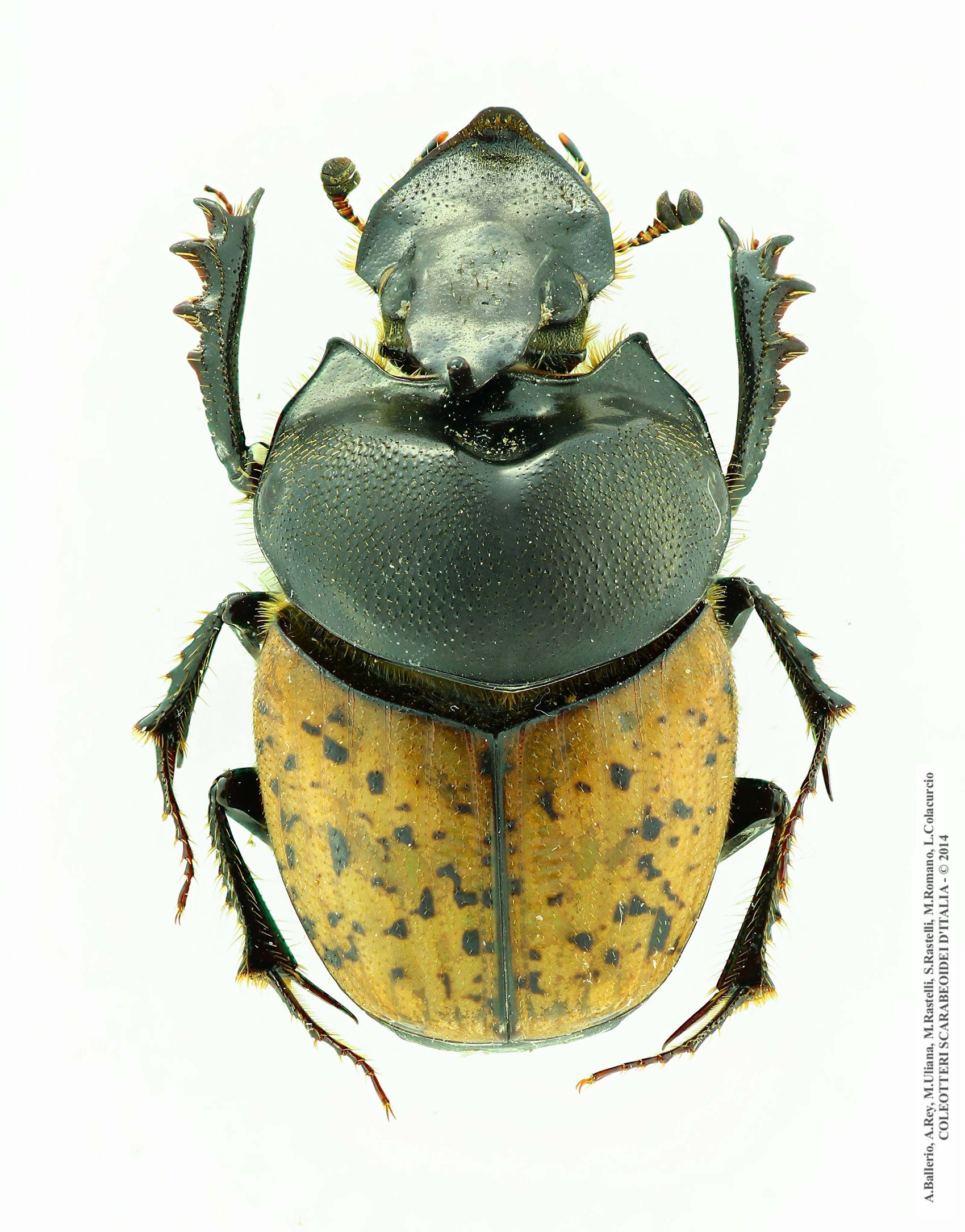 Onthophagus gibbulus gibbulus. maschio